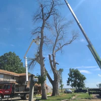 An 85-Foot Tree. One Big Pick at a Time