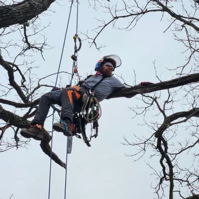 Arborist at Work