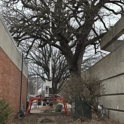 Tight-Access Oak Pruning