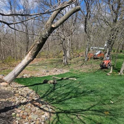 Removing a Leaning Tree