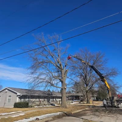Removing a Dead Street-Side Pin Oak