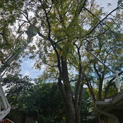 Pruning a Large Walnut Over a Home