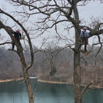 Pruning Oaks Beside a Pond