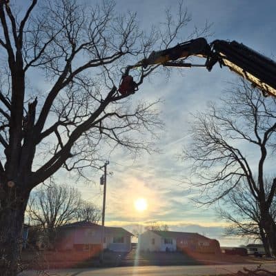 Maple Removal at Sunset