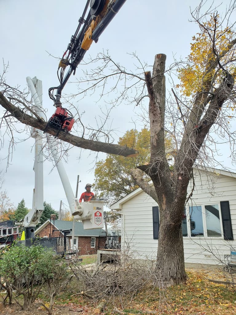 Adel Tree crew at work in Central Iowa
